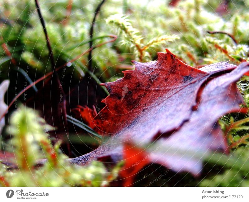 Blatt im Moos Umwelt Natur Pflanze Sommer Herbst hell braun grün Spitze Zacken Halm Farbfoto Außenaufnahme Makroaufnahme Menschenleer Tag Kontrast Unschärfe