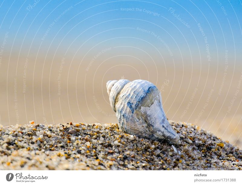 Muschel am Strand Sommer Sand Wasser Sonne Schönes Wetter Küste Nordsee Ostsee Meer Zufriedenheit Vertrauen ruhig Shell Snail brown gravel object ocean pensive