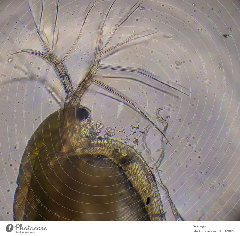 Durchs Mikroskop geschaut Wissenschaften Pflanze Tier Wasser Wassertropfen Teich Wildtier Tiergesicht 1 Lupe Tropfen beobachten Wasserfloh Durchlicht
