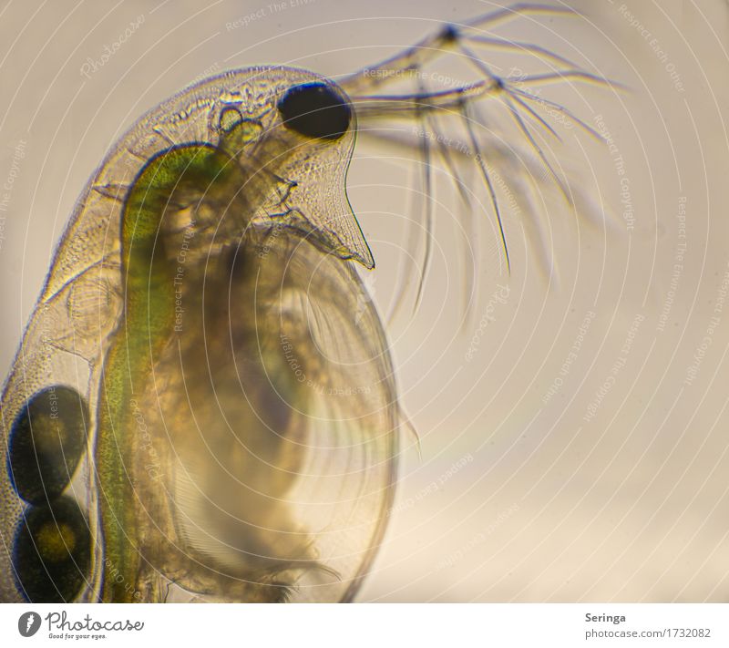 Das Leben in einem Wassertropfen (Wasserfloh) Wissenschaften Tier Wildtier Tiergesicht 1 Mikroskop beobachten Blick Schwimmen & Baden fantastisch klein nass