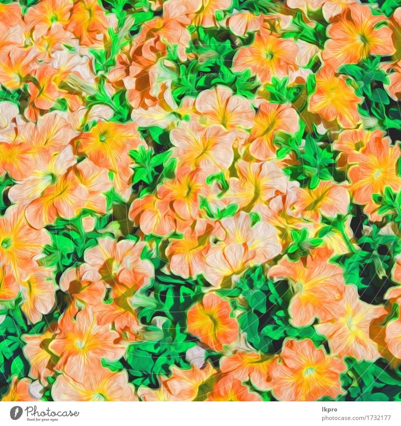 Oman Blumen und Garten gemalt schön Sommer Natur Pflanze Gras Blatt Blüte Wiese Blühend Wachstum frisch hell wild blau grün rosa rot weiß aromatisch Hintergrund