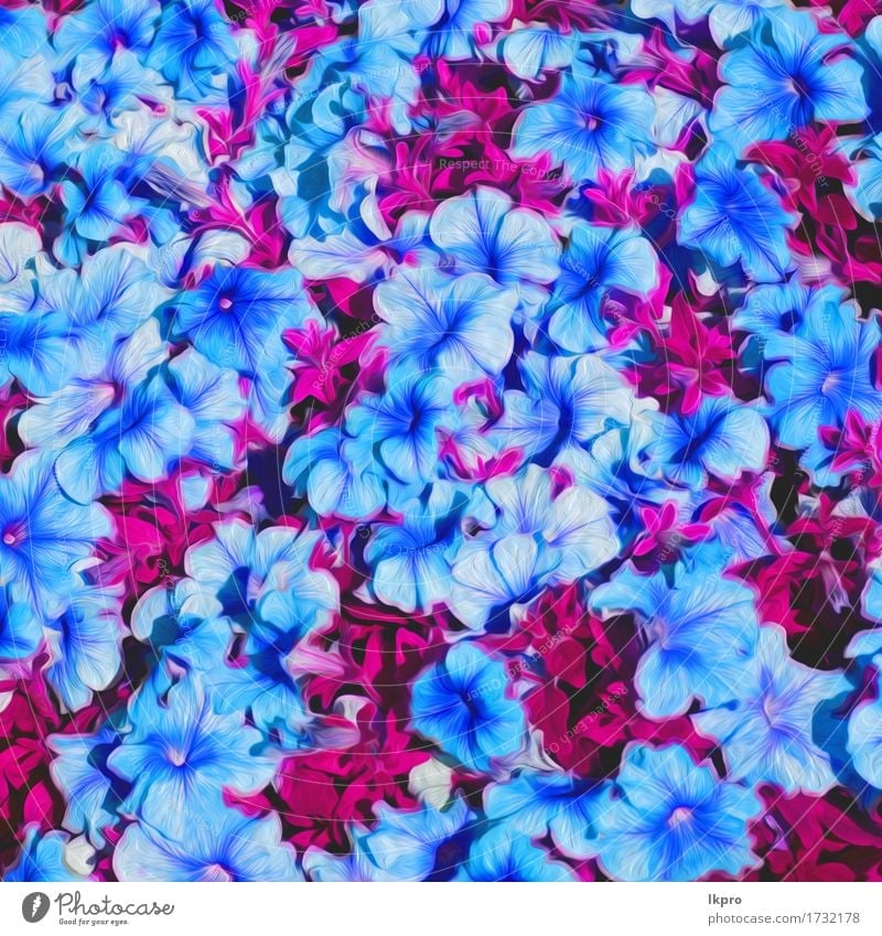 n Blumen und Garten gemalt schön Sommer Natur Pflanze Gras Blatt Blüte Wiese Blühend Wachstum frisch hell wild blau grün rosa rot weiß aromatisch Hintergrund