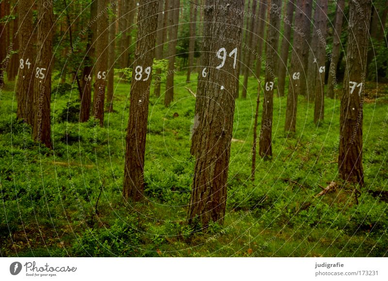 Baumzählung Farbfoto Außenaufnahme Tag Landwirtschaft Forstwirtschaft Umwelt Natur Landschaft Pflanze Sommer Gras Moos Wald Zeichen Ziffern & Zahlen grün