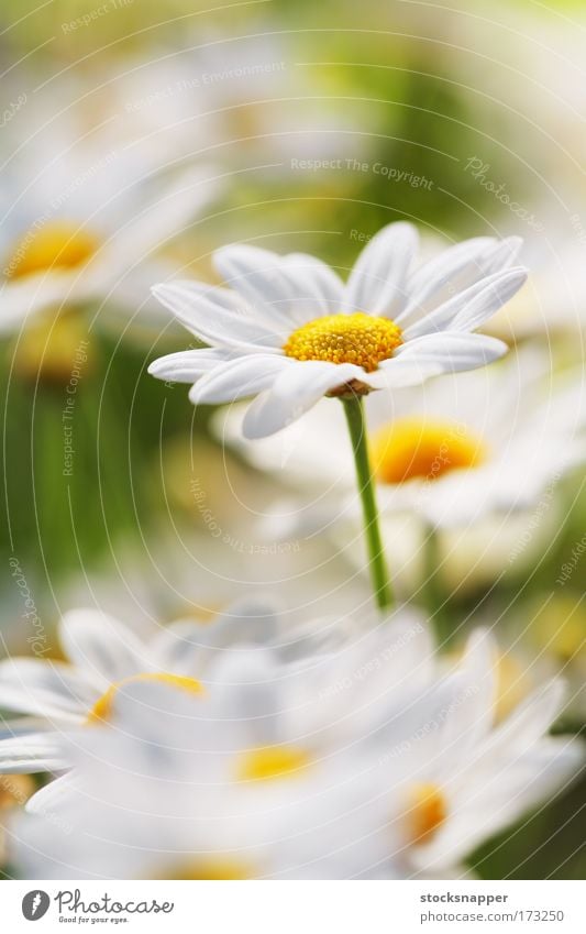 Sommerblume Blume Gänseblümchen Margeriten Makroaufnahme Nahaufnahme Natur