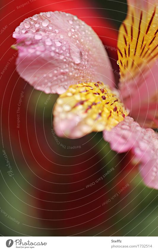 Peruanische Lilie nach dem Regen Inkalilie Peruanische Inkalilie Lilienblüte Alstroemeria blühende Lilie exotische Blume Gartenhybride Sommerregen Regentropfen
