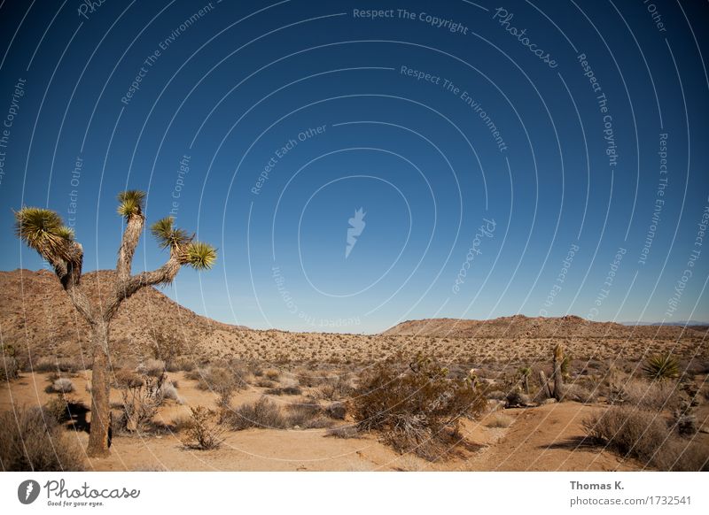 Joshua Tree Landschaft Sand Wolkenloser Himmel Dürre Kaktus Wildpflanze Wüste Menschenleer ruhig Amerika Kalifornien Ferien & Urlaub & Reisen Nationalpark