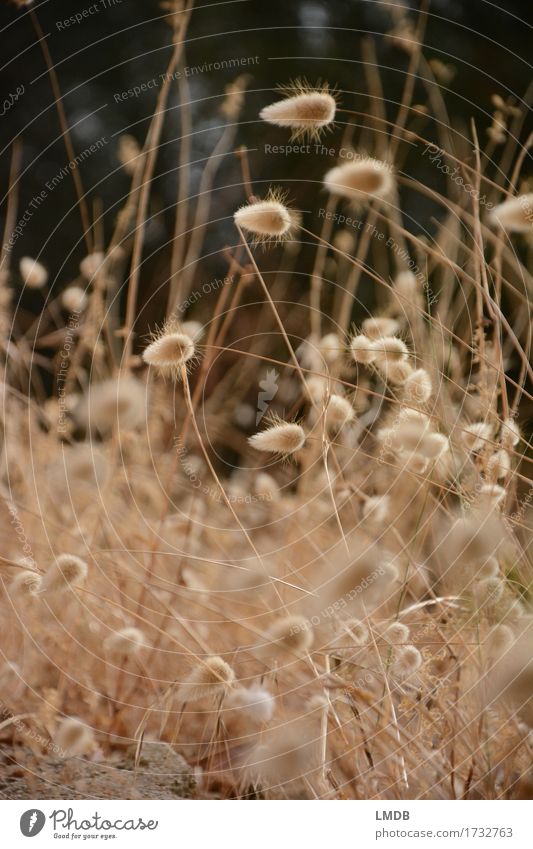 Herbstliches Puschel-Gras 4 Umwelt Natur Pflanze Wiese Feld trocken gold herbstlich Trockenblume Dürre dünn Erntedankfest Halm Ähren Farbfoto Außenaufnahme