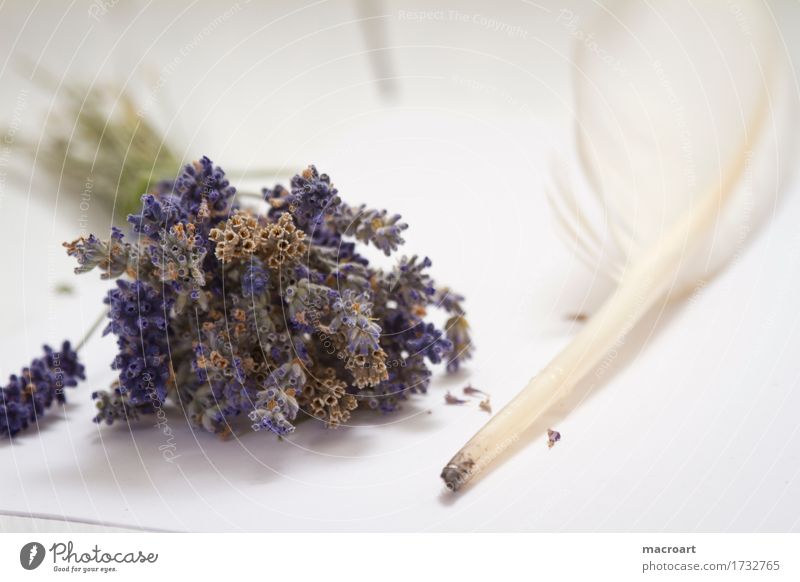 Feder Lavendel schwanenfeder flos Tisch Blume Blüte violett Duft Geruch riechend Holztisch Holzplatte beruhigend beruhigungsmittel Heilpflanzen Medikament Seele