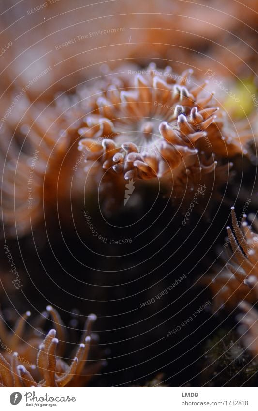 Ene-mene-mone I Umwelt Natur Pflanze Tier Wasser Korallenriff Aquarium braun exotisch tropisch Anemonen Octopus Tentakel Unterwasseraufnahme mikroskopisch
