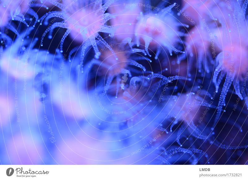 Anemonen-Wolken Umwelt Tier Riff Korallenriff Meer blau rosa Nesseltiere Tentakel Punkt Stern (Symbol) dunkel Aquarium Nahaufnahme Detailaufnahme Makroaufnahme