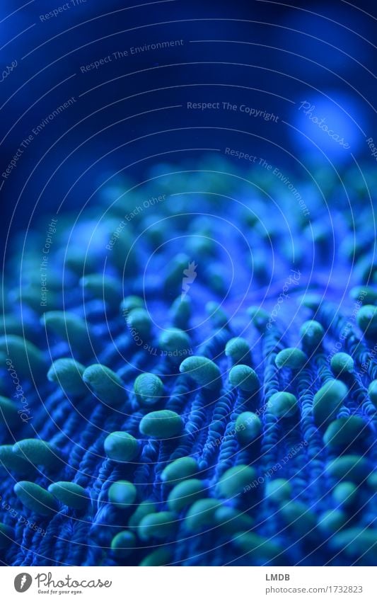 Anemonen-Mysterium Küste Bucht Korallenriff Meer blau fluoreszierend leuchten geheimnisvoll Furche Detailaufnahme Tentakel Unterwasseraufnahme Aquarium