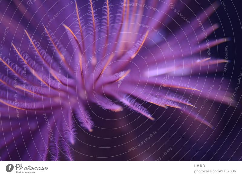 Federwurm IV Tier Aquarium violett filigran fein Fächer Röhrenwurm zart Feuerwerk Unterwasseraufnahme exotisch Korallen Farbfoto Nahaufnahme Detailaufnahme