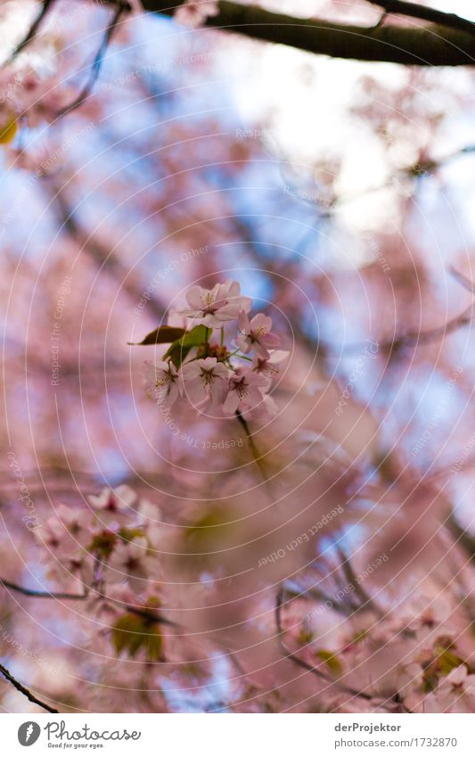 Kirschblüte 4 Ferien & Urlaub & Reisen Tourismus Ausflug Freiheit Sightseeing Städtereise wandern Umwelt Natur Landschaft Pflanze Frühling Schönes Wetter Baum