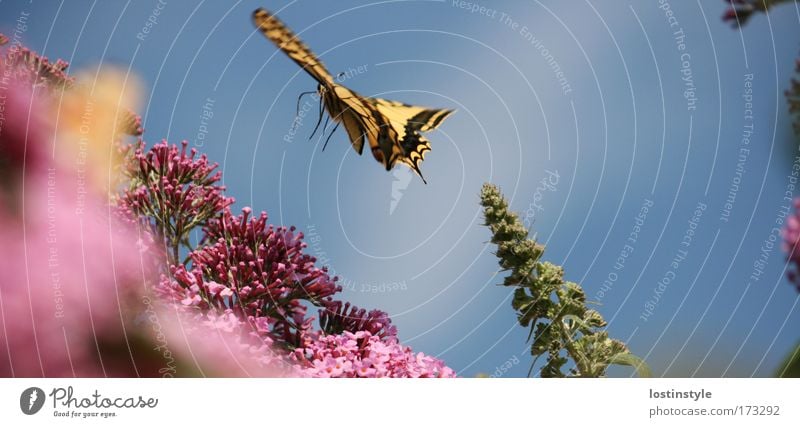 ich bin dann mal weg ... Farbfoto Außenaufnahme Tag Natur Pflanze Tier Schmetterling fliegen sanft Leichtigkeit zart Flieder Schwalbenschwanz Sommer Rüsseltier