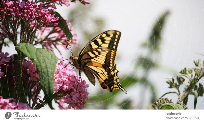 schmeckt's? Farbfoto Außenaufnahme Tag Natur Pflanze Tier Sonne Sommer Schönes Wetter Schmetterling fliegen gelb rosa Flieder sanft haarig Fühler Rüssel