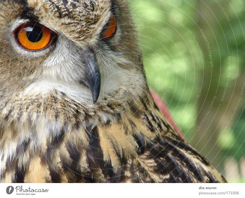 Uhu, ein Nachtvogel Farbfoto Außenaufnahme Nahaufnahme Textfreiraum rechts Tag Schatten Totale Tierporträt Blick nach vorn Wildtier Vogel Tiergesicht Zoo 1