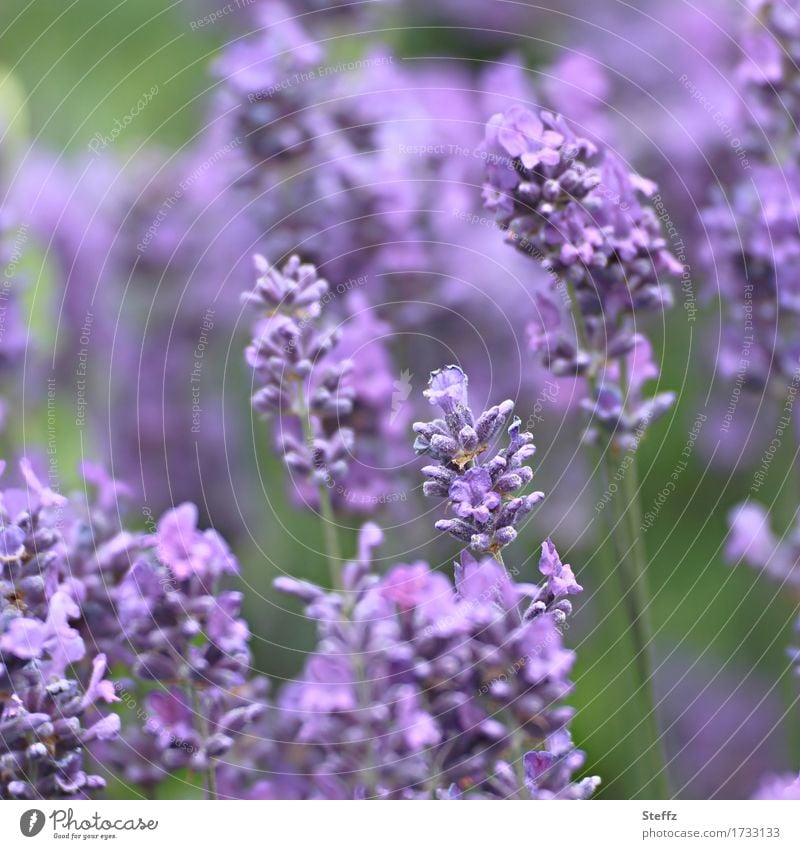 Lavendel blüht im Sommergarten Lavendelblüten Lavendelduft blühender Lavendel Heilpflanze Lavendelbeet Lavendelfarben heimisch heimische Pflanze Juli Blütezeit