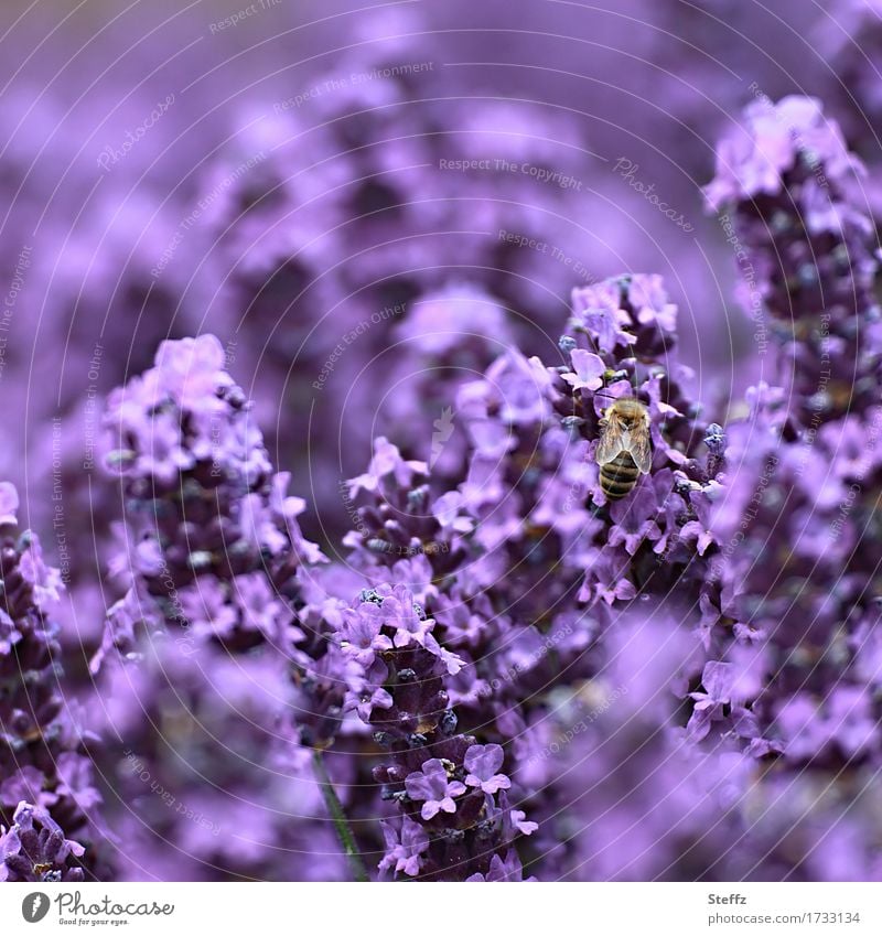 violett satt Lavendel blühender Lavendel Lavendelblüten Lavendelduft Sommerblumen Nektarblumen Biene Juli Blüte Duft Blume lila Idylle Blütezeit duftende Blüten