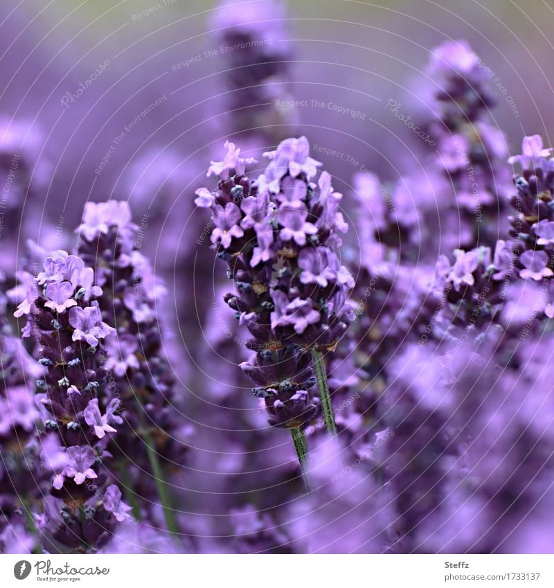 kostbarer Lavendel Lavendelblüten blühender Lavendel Lavendelduft Lavendelbeet Lavendelfarben Heilpflanze heimische Pflanze Lavandula angustifolia lila Blüten