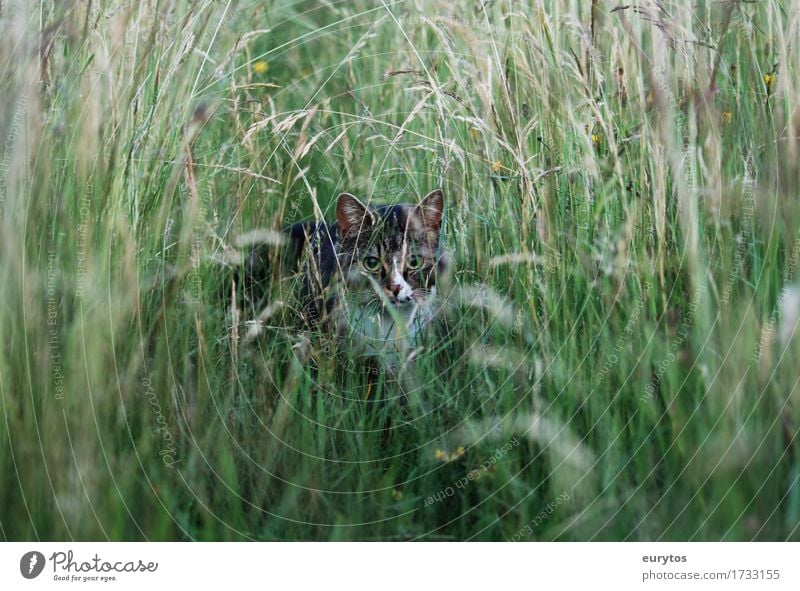 Wildkatze Umwelt Natur Landschaft Pflanze Tier Klima Klimawandel Garten Park Wiese Haustier Wildtier Katze 1 beobachten Glück Treue Tierschutz