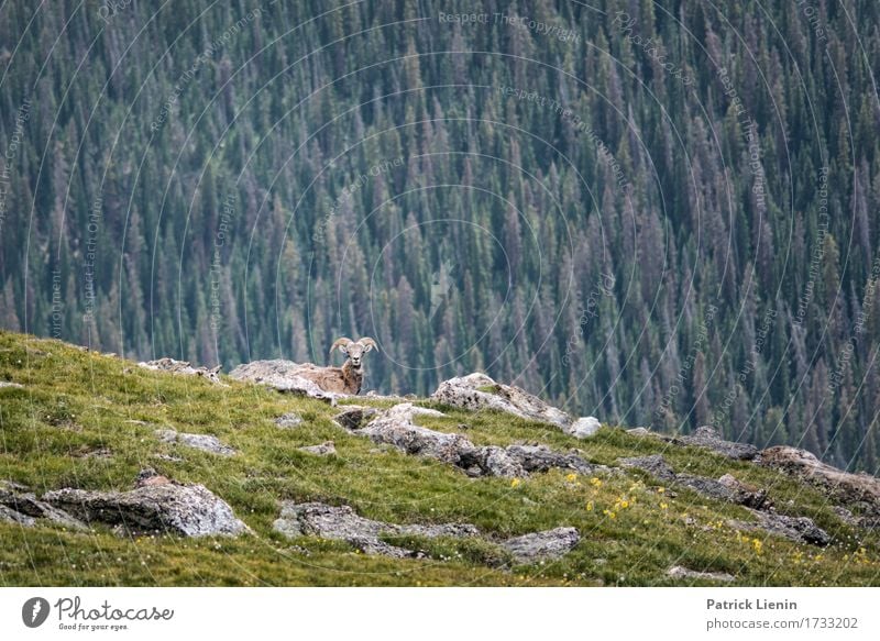 Bighorn Sheep schön Ferien & Urlaub & Reisen Tourismus Abenteuer Sommer Berge u. Gebirge Umwelt Natur Landschaft Tier Baum Park Wiese Wald Wege & Pfade Wildtier