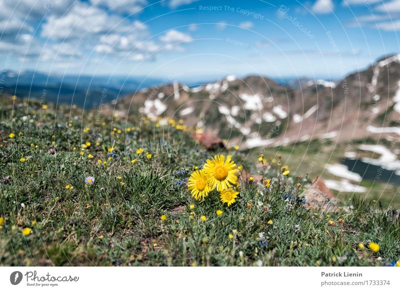 Alpine Sunflower schön Ferien & Urlaub & Reisen Tourismus Abenteuer Sommer Schnee Berge u. Gebirge wandern Umwelt Natur Landschaft Pflanze Himmel Wolken Wetter
