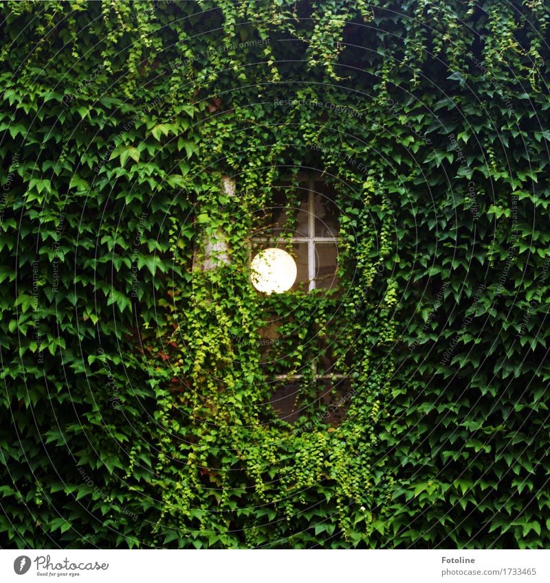 Lichtblick Umwelt Natur Pflanze Sommer Blatt Grünpflanze Menschenleer Haus Fenster hell grün Lampe Wilder Wein Kletterpflanzen Farbfoto mehrfarbig Außenaufnahme