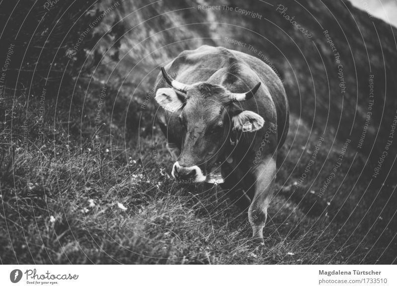Alpe Mutterkuh Tier Kuh 1 nachhaltig natürlich Zufriedenheit Schwarzweißfoto Außenaufnahme Tag Dämmerung