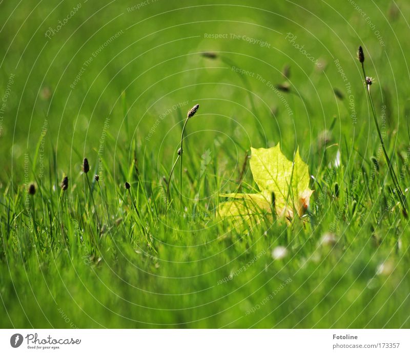 Einsames Blatt Farbfoto Außenaufnahme Tag Lichterscheinung Sonnenlicht Umwelt Natur Landschaft Pflanze Erde Frühling Sommer Schönes Wetter Wärme Gras