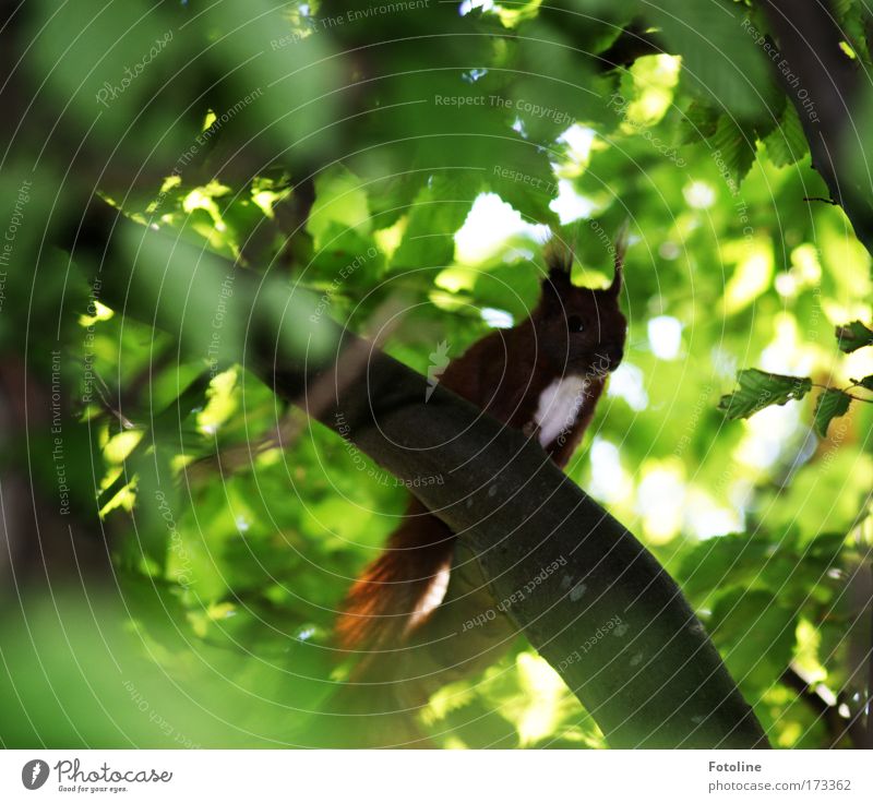 Eichhörnchen I Farbfoto Außenaufnahme Menschenleer Tag Umwelt Natur Pflanze Tier Schönes Wetter Baum Blatt Wald Wildtier 1 frech klein klug Geschwindigkeit