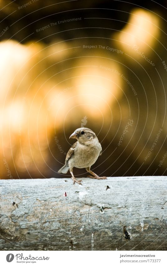 Farbfoto Außenaufnahme Menschenleer Umwelt Natur Landschaft Tier Vogel
