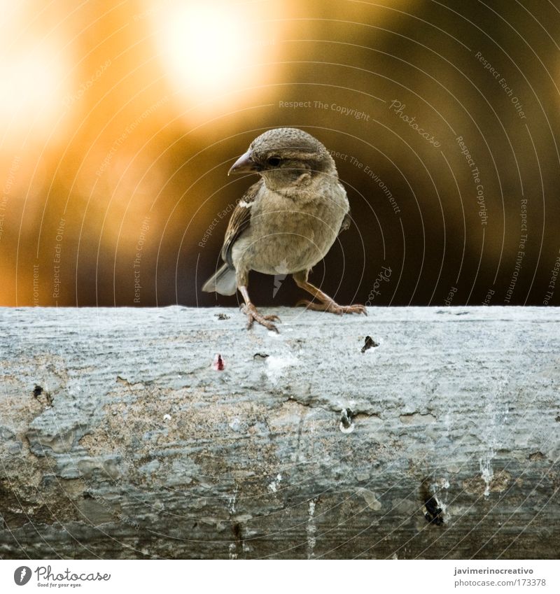 Farbfoto Außenaufnahme Menschenleer Umwelt Natur Landschaft Tier Vogel