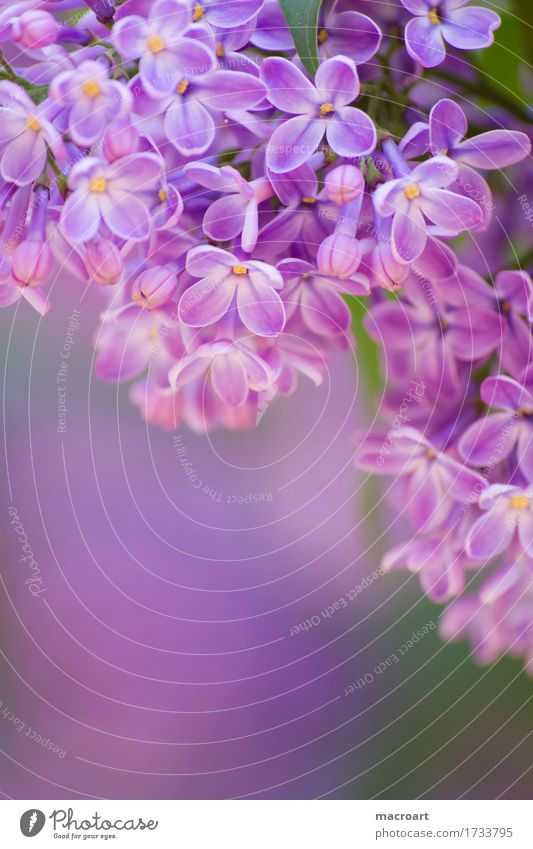 Flieder Fliederbusch violett Blühend Blume Blüte Pflanze Natur natürlich Nahaufnahme Wellness Sommer Frühling Detailaufnahme