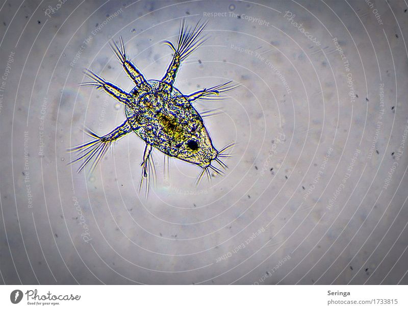 Blick durchs Mikroskop ( Naupliuslarve ) Wissenschaften Natur Pflanze Tier Urelemente Wasser Wassertropfen Teich See Bach Fluss Wildtier Tiergesicht Aquarium 1
