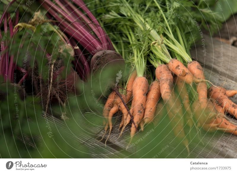 Im Gemüsegarten, Karotten und Rote Beete Freizeit & Hobby Gartenarbeit Natur Pflanze Sommer Nutzpflanze Möhre Holz Essen verblüht Wachstum frisch Gesundheit