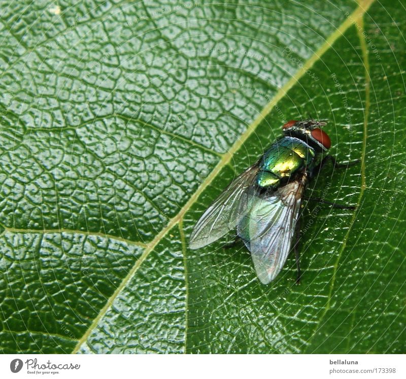 Ich SCHMEIß mich weg! :mrgreen: Natur Pflanze Efeu Blatt Grünpflanze Wildpflanze Lebensfreude Tapferkeit selbstbewußt Mut Fliege Schmeißfliege Insekt schillernd
