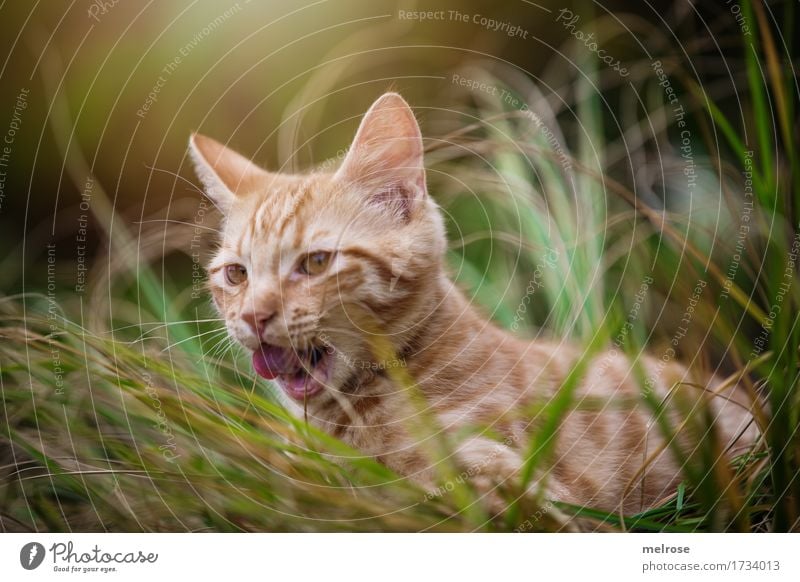 auf der Jagd ... Tier Haustier Katze Tiergesicht Fell Katzenzunge Katzenohr Schnauze 1 Tierjunges lutschen Zunge Lichterscheinung Lichteinfall hohes Gras
