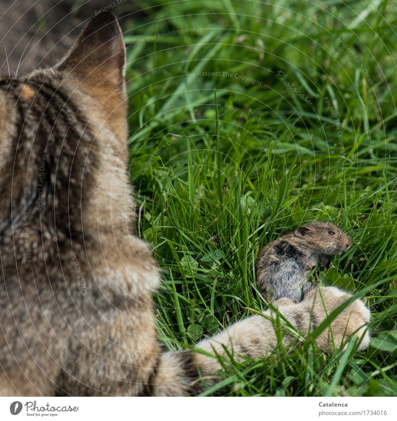 überwacht | Mäusepopulation Jagd Pflanze Tier Sommer Gras Wiese Haustier Wildtier Katze Fell Pfote Maus 2 fangen Fressen Erfolg braun grün Macht Tod Gewalt