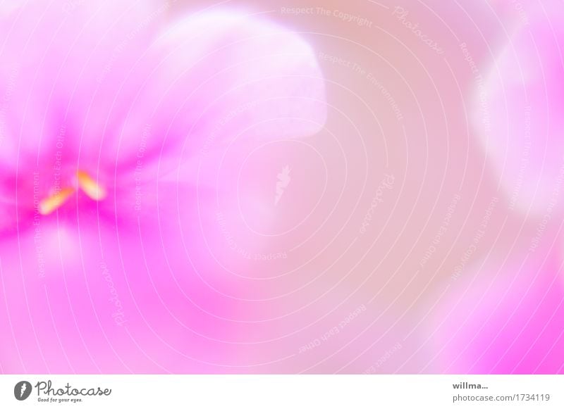 leicht und lieblich Pflanze Blume Blüte Blütenblatt Duft weich rosa Aquarell sanft verträumt zart leuchtende Farben Pastellton Blütenstempel Blütenpflanze