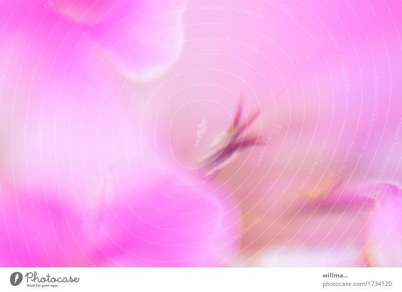 zart-spritzig Pflanze Blume Blütenblatt Blütenstempel weich rosa Aquarell Duft duftig sanft verträumt Pastellton Farbfoto Außenaufnahme Experiment Unschärfe