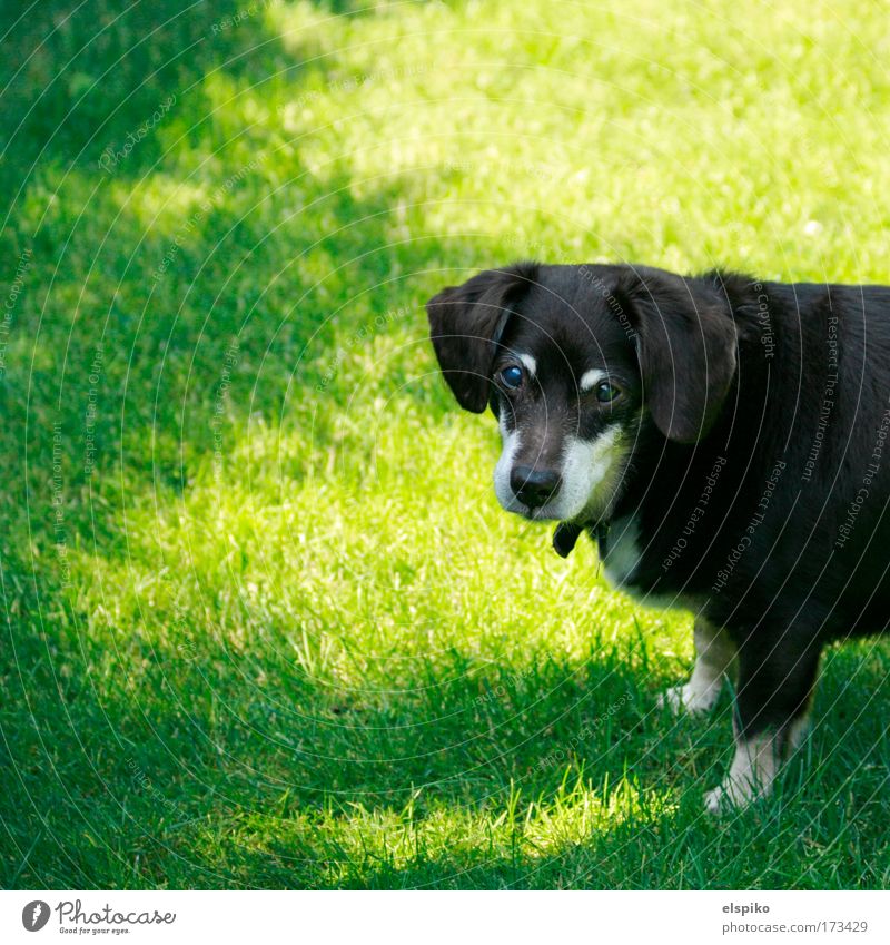 Wer bist du? Farbfoto Außenaufnahme Menschenleer Tag Blick Blick in die Kamera Natur Landschaft Gras Tier Haustier Hund 1 alt Fell Schatten grün Wiese