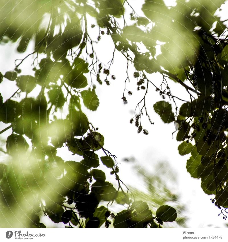 AST 9 | am See Wasser Pflanze Baum Blatt Erlen Wasserspiegelung Teich grün weiß Natur träumen Traurigkeit Farbfoto Gedeckte Farben Außenaufnahme Menschenleer