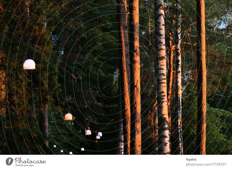 Beleuchteter Pfad im Wald in Schweden mit Birken und Laubbäumen Waldspaziergang Baum Design Erholung ruhig Garten Lampe Natur Baumstamm Laubwald Park Fußweg