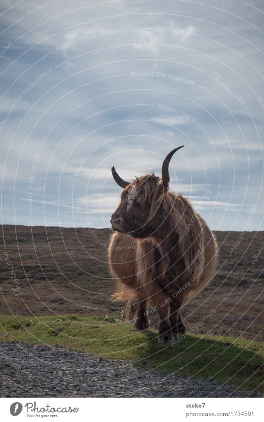 Longhorn Feld Isle of Skye Nutztier Kuh Kraft Gelassenheit Neugier Schüchternheit Respekt Stolz Schottland Horn braun buschig Außenaufnahme Textfreiraum oben