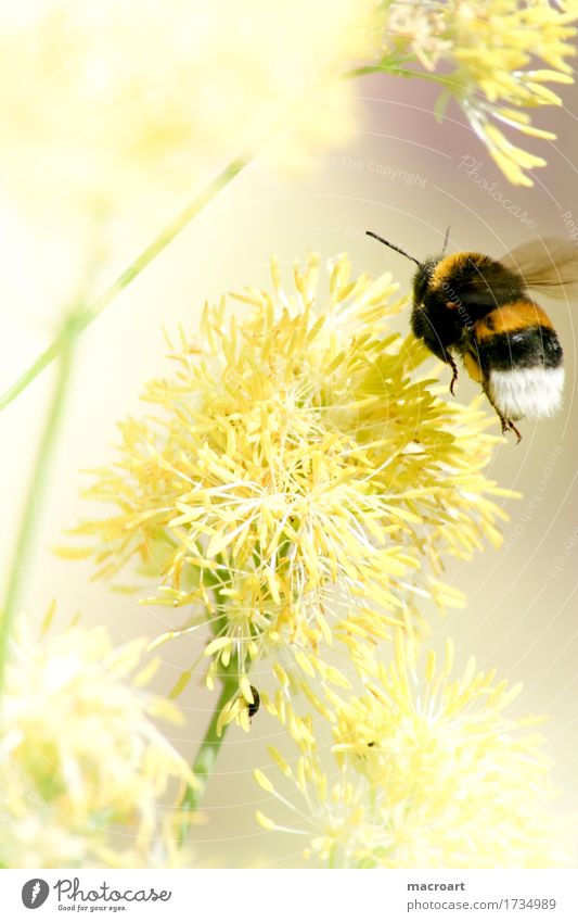 Pollenernte Hummel fliegen ansammeln Nektar produzieren durstig Blüte Pflanze Tier Natur Makroaufnahme Sommer Frühling natürlich Nahaufnahme Streifen gestreift