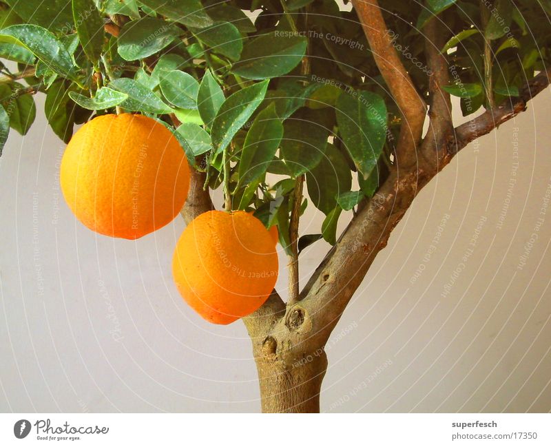 nimm 2 Orangenbaum Zitrusfrüchte Baum Ernährung orange Citrus Frucht Ernte Doppelbelichtung yumm-yumm!