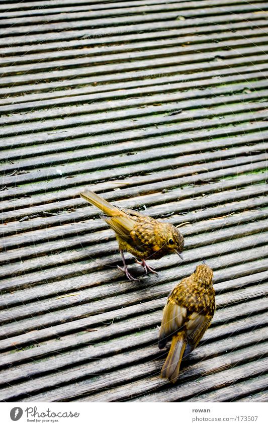chit-chat Farbfoto Außenaufnahme Textfreiraum oben Textfreiraum Mitte Tier Vogel Flügel 2 klein gelb zierlich Feder Holz Holzfußboden Tierjunges