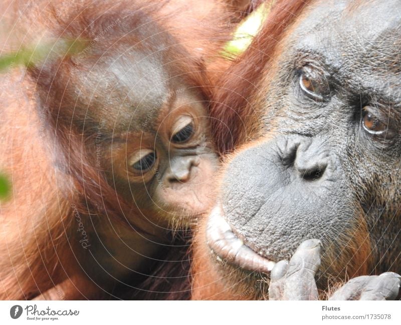 Borneo Tier Wildtier Tiergesicht 2 Tierjunges Tierfamilie Gefühle Vertrauen Sicherheit Schutz Geborgenheit Warmherzigkeit Sympathie Zusammensein Liebe Tierliebe