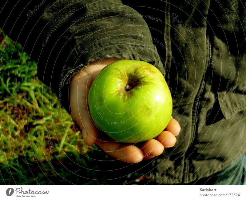 windows. Lebensmittel Frucht Apfel Ernährung Bioprodukte Gesundheit Garten Erntedankfest Kindererziehung Kindergarten Gartenarbeit Mensch maskulin Junge