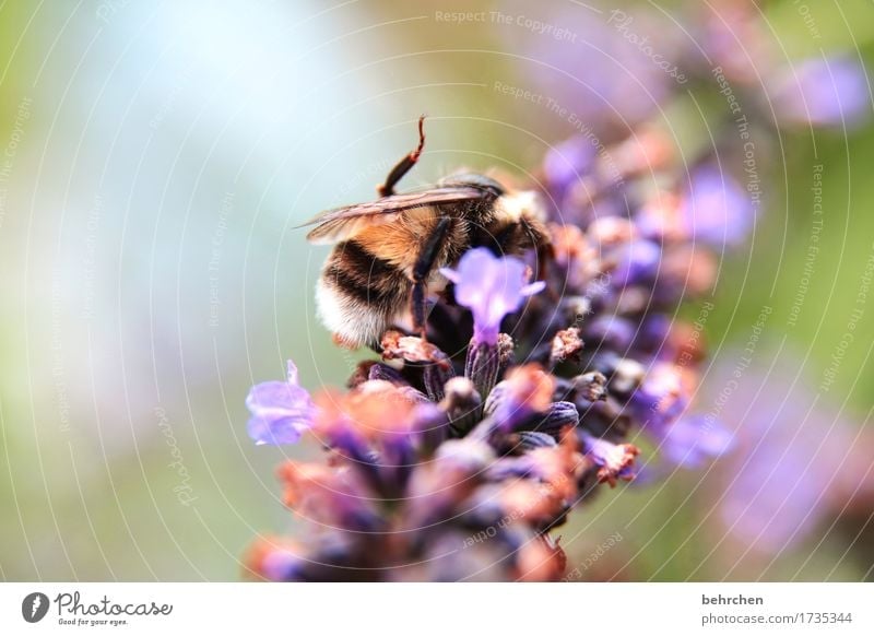 monoton | immer die gleiche arbeit Natur Pflanze Tier Sommer Schönes Wetter Blume Blatt Blüte Lavendel Garten Park Wiese Wildtier Biene Flügel 1 Blühend Duft